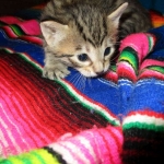 Savannah, F-6B, Brown (black) Spotted, Male, DOB 12-29-16