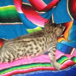 Savannah, F-6B, Brown (black) Spotted, Male, DOB 12-29-16