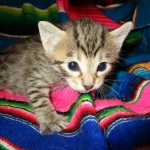 Savannah, F-6B, Brown (black) Spotted, Male, DOB 12-29-16