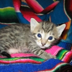 Savannah, F-6B, Brown (black) Spotted, Male, DOB 12-29-16