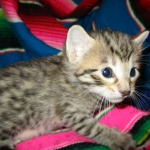 Savannah, F-6B, Brown (black) Spotted, Male, DOB 12-29-16