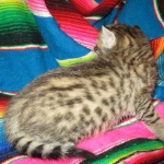 Savannah, F-6B, Brown (black) Spotted, Male, DOB 12-29-16