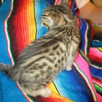 Savannah, F-6B, Brown (black) Spotted, Male, DOB 12-29-16