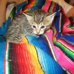 Savannah, F-6B, Brown (black) Spotted, Male, DOB 12-29-16