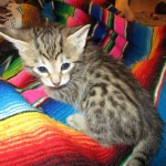 Savannah, F-6B, Brown (black) Spotted, Male, DOB 12-29-16