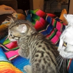 Savannah, F-6B, Brown (black) Spotted, Male, DOB 12-29-16