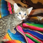 Savannah, F-6B, Brown (black) Spotted, Male, DOB 12-29-16