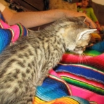 Savannah, F-6B, Brown (black) Spotted, Male, DOB 12-29-16