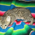 Savannah, F-6B, Brown (black) Spotted, Male, DOB 12-29-16