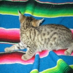 Savannah, F-6B, Brown (black) Spotted, Male, DOB 12-29-16