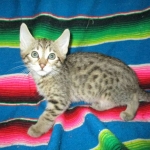 Savannah, F-6B, Brown (black) Spotted, Male, DOB 12-29-16