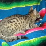 Savannah, F-6B, Brown (black) Spotted, Male, DOB 12-29-16