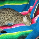 ISavannah, F-6B, Brown (black) Spotted, Male, DOB 12-29-16