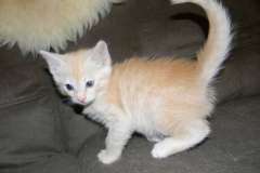 Griffin Savannah F-6B Cream Spotted Male DOB 2-19-16