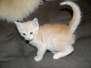 Griffin Savannah F-6B Cream Spotted Male DOB 2-19-16