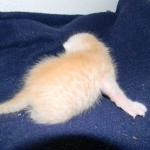 Savannah, F-6B, Cream with spots, male, DOB 2-21-16