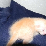 Savannah, F-6B, Cream with spots, male, DOB 2-21-16