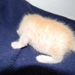 Savannah, F-6B, Cream with spots, male, DOB 2-21-16