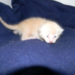 Savannah, F-6B, Cream with spots, male, DOB 2-21-16