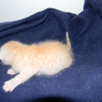 Savannah, F-6B, Cream with spots, male, DOB 2-21-16