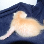 Savannah, F-6B, Cream with spots, male, DOB 2-21-16