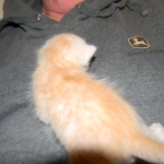 Savannah, F-6B, Cream with spots, male, DOB 2-21-16