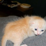 Savannah, F-6B, Cream with spots, male, DOB 2-21-16