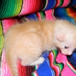 Savannah, F-6B, Cream with spots, male, DOB 2-21-16