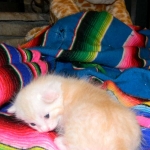 Savannah, F-6B, Cream with spots, male, DOB 2-21-16