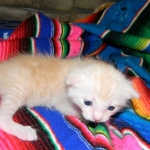 Savannah, F-6B, Cream with spots, male, DOB 2-21-16