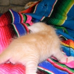 Savannah, F-6B, Cream with spots, male, DOB 2-21-16