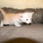 Savannah, F-6B, Cream with spots, male, DOB 2-21-16