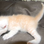 Savannah, F-6B, Cream with spots, male, DOB 2-21-16