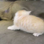 Savannah, F-6B, Cream with spots, male, DOB 2-21-16