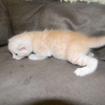 Savannah, F-6B, Cream with spots, male, DOB 2-21-16