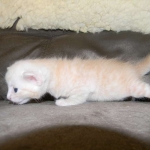 Savannah, F-6B, Cream with spots, male, DOB 2-21-16