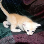 Savannah, F-6B, Cream with spots, male, DOB 2-21-16