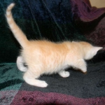 Savannah, F-6B, Cream with spots, male, DOB 2-21-16