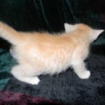 Savannah, F-6B, Cream with spots, male, DOB 2-21-16