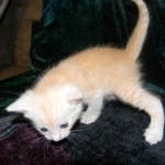 Savannah, F-6B, Cream with spots, male, DOB 2-21-16