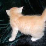 Savannah, F-6B, Cream with spots, male, DOB 2-21-16