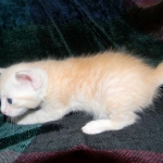 Savannah, F-6B, Cream with spots, male, DOB 2-21-16