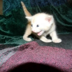 Savannah, F-6B, Cream with spots, male, DOB 2-21-16