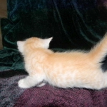 Savannah, F-6B, Cream with spots, male, DOB 2-21-16