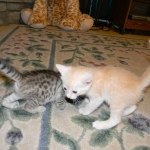 Griffin Savannah, F-6B, Cream with spots, male, DOB 2-21-16