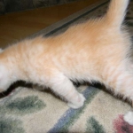 Griffin Savannah, F-6B, Cream with spots, male, DOB 2-21-16