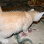 Griffin Savannah, F-6B, Cream with spots, male, DOB 2-21-16