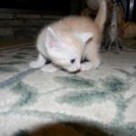 Griffin Savannah, F-6B, Cream with spots, male, DOB 2-21-16