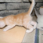 Griffin Savannah, F-6B, Cream with spots, male, DOB 2-21-16