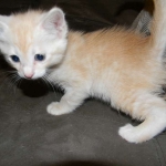 Griffin Savannah, F-6B, Cream with spots, male, DOB 2-21-16